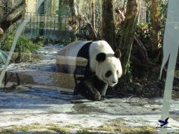 Tiergarten Schönbrunn am 27.01.2026
